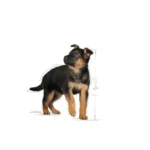 Royal Canin - Maxi Puppy (10 KG) - Image 4