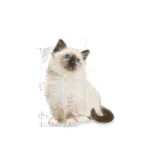Royal Canin Kitten - 4KG - Image 4